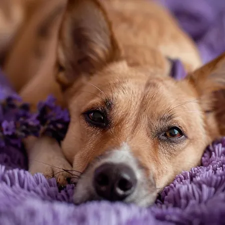 Lux Park Appartamento