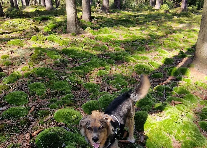 Apartmán Lux Park *